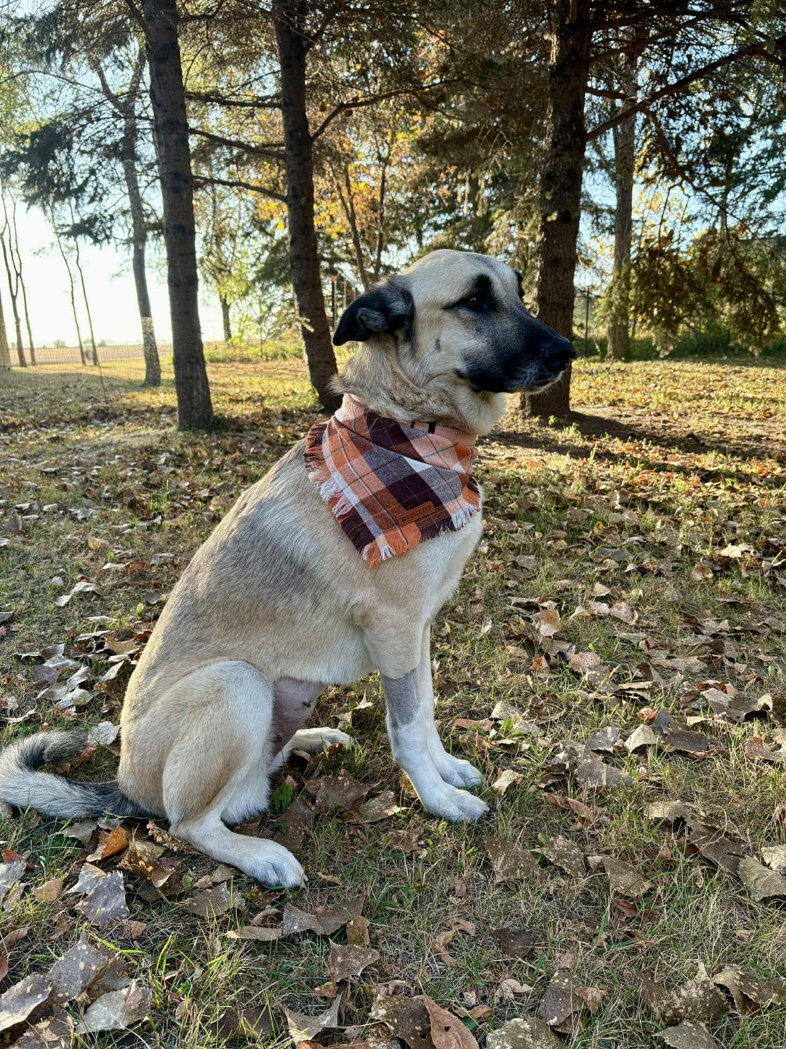 Nova Grace