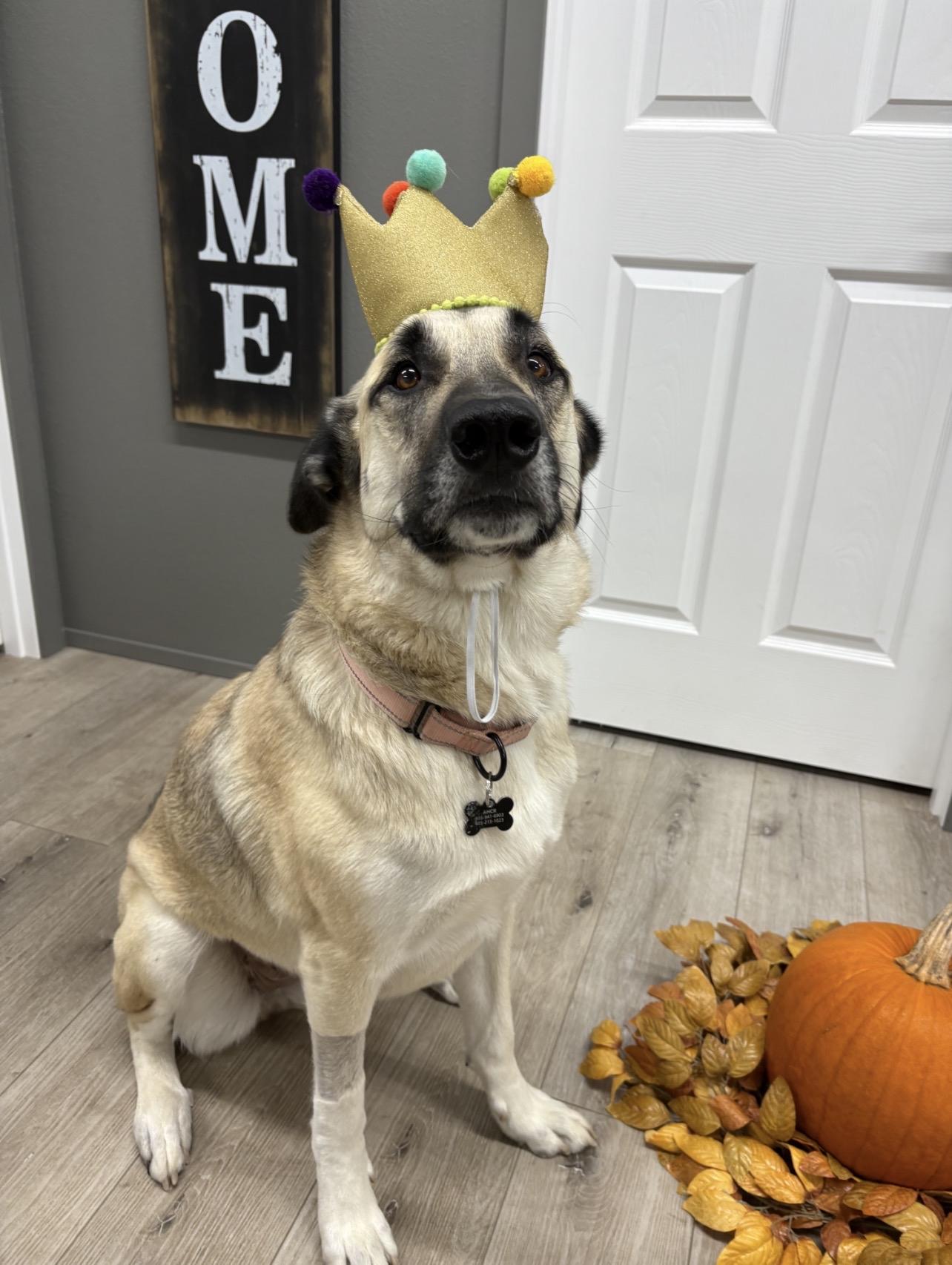 Nova Grace — thumbnail 3