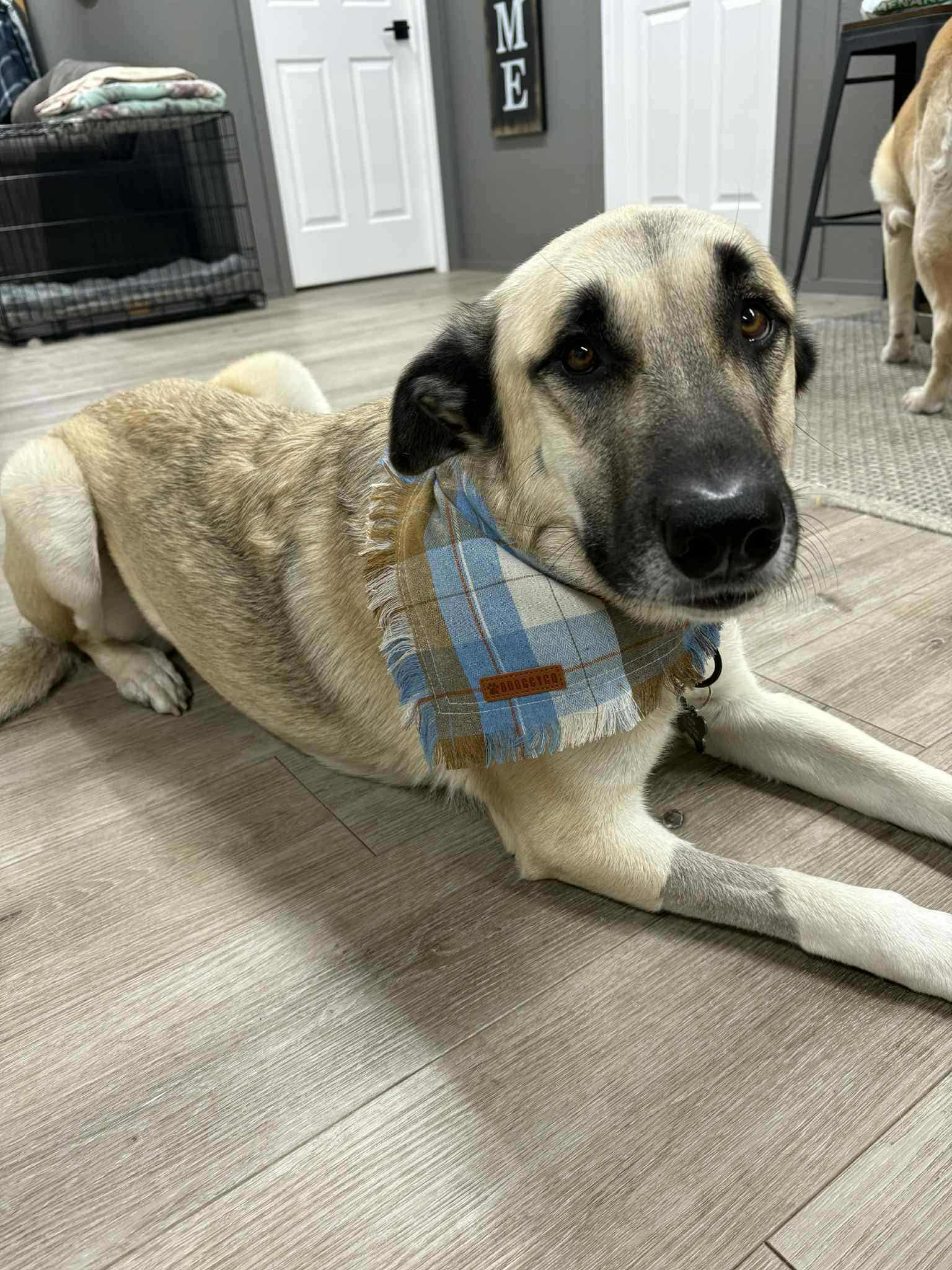 Nova Grace — thumbnail 5