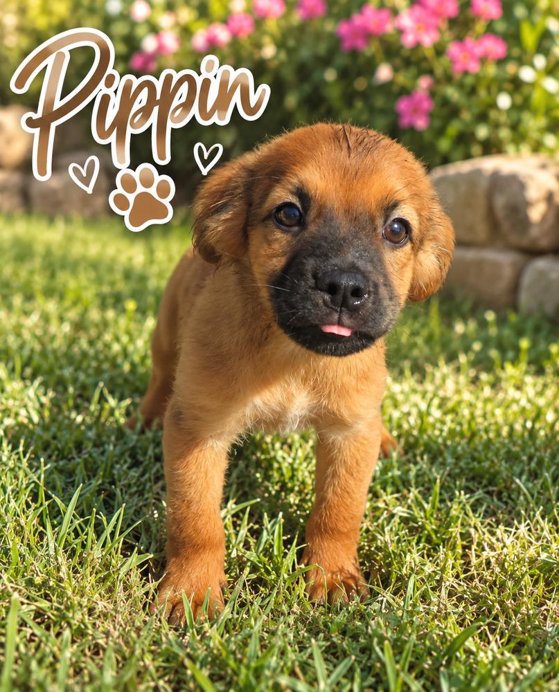 Enlarge Pippin, a Adoptable mixed breed in Brownstown, IN image 1/1