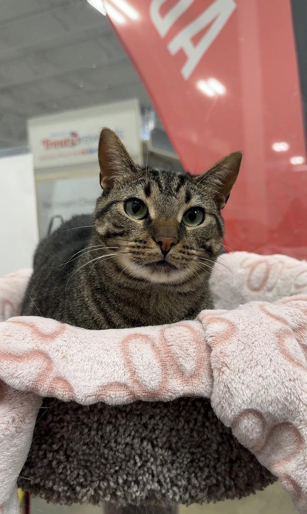 Enlarge Tala, a Adoptable mixed breed in Pittstown, NJ image 1/3