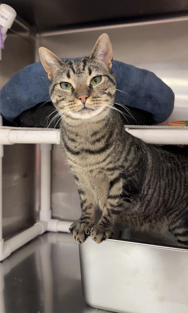 Enlarge Tala, a Adoptable mixed breed in Pittstown, NJ image 2/3