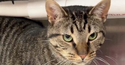 Enlarge Tala, a Adoptable mixed breed in Pittstown, NJ image 3/3