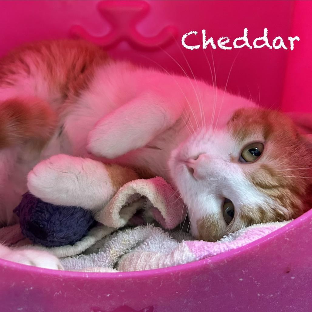Enlarge Cheddar, a Adoptable Domestic Short Hair in Hannibal, MO image 2/2