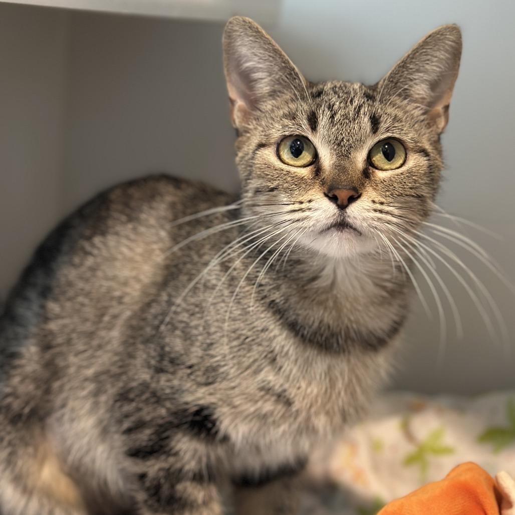 Sky, Adoptable, Adult Female Domestic Short Hair.