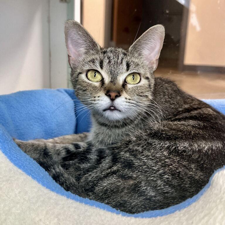 Enlarge Sky, a Adoptable Domestic Short Hair in Matteson, IL image 2/2