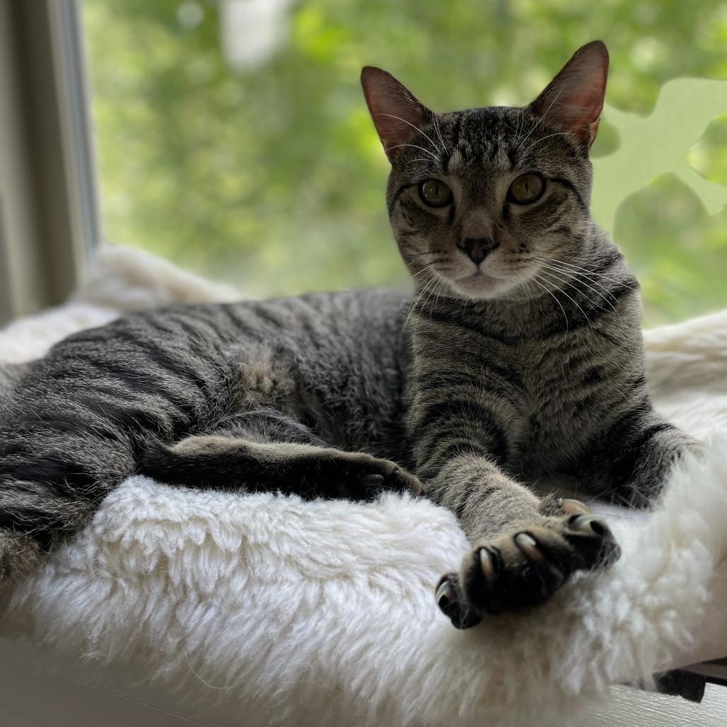 Enlarge Rowan, a Adoptable Domestic Short Hair in Skokie, IL image 1/6