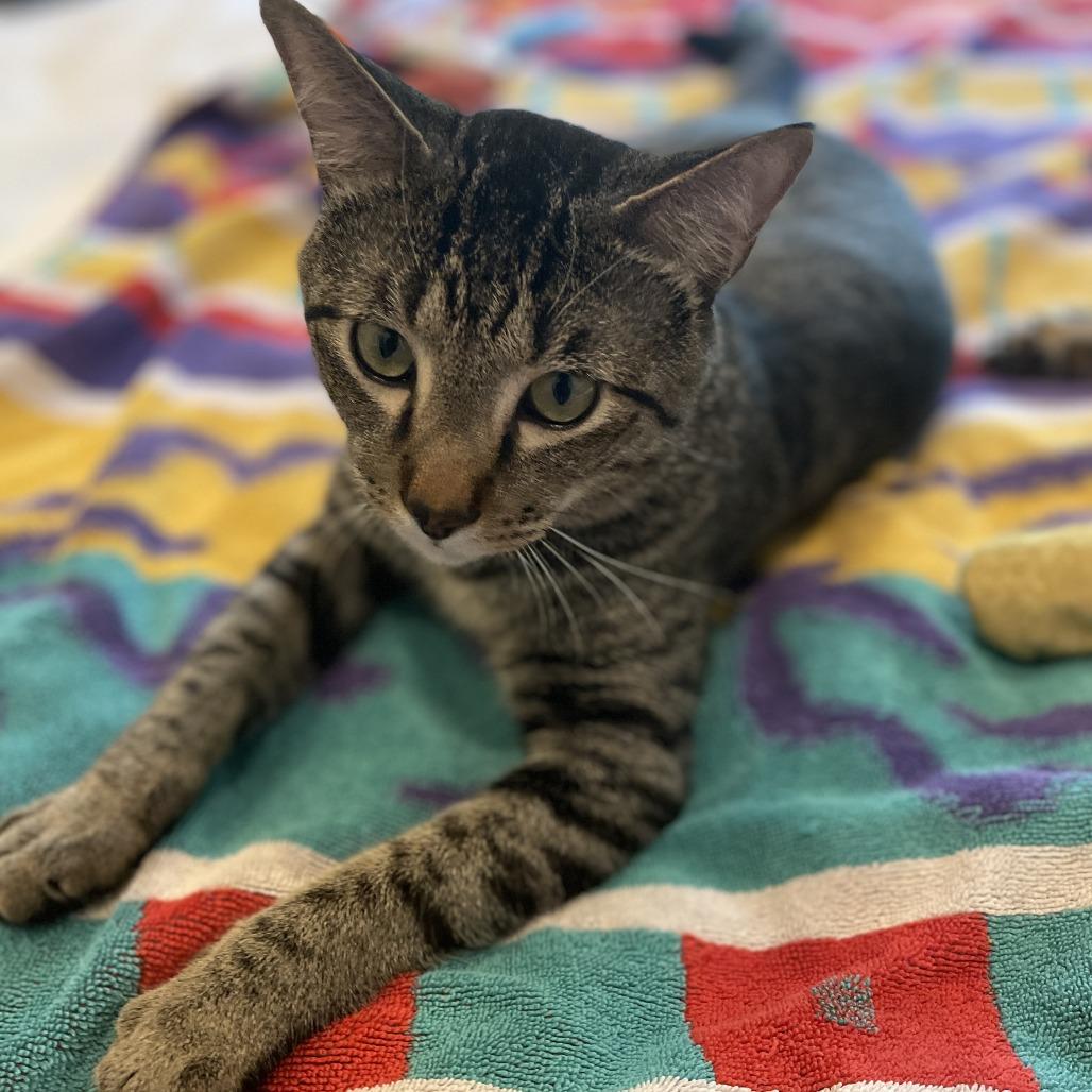 Enlarge Rowan, a Adoptable Domestic Short Hair in Skokie, IL image 2/6