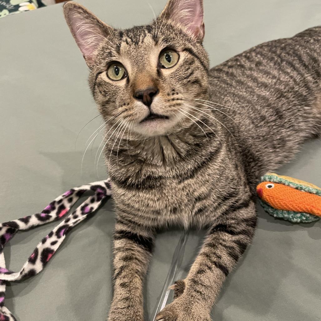 Enlarge Rowan, a Adoptable Domestic Short Hair in Skokie, IL image 3/6