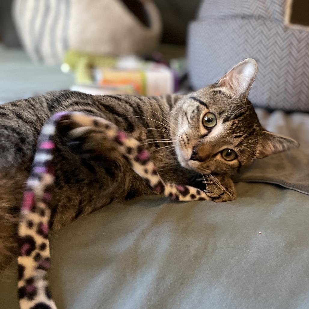 Enlarge Rowan, a Adoptable Domestic Short Hair in Skokie, IL image 4/6