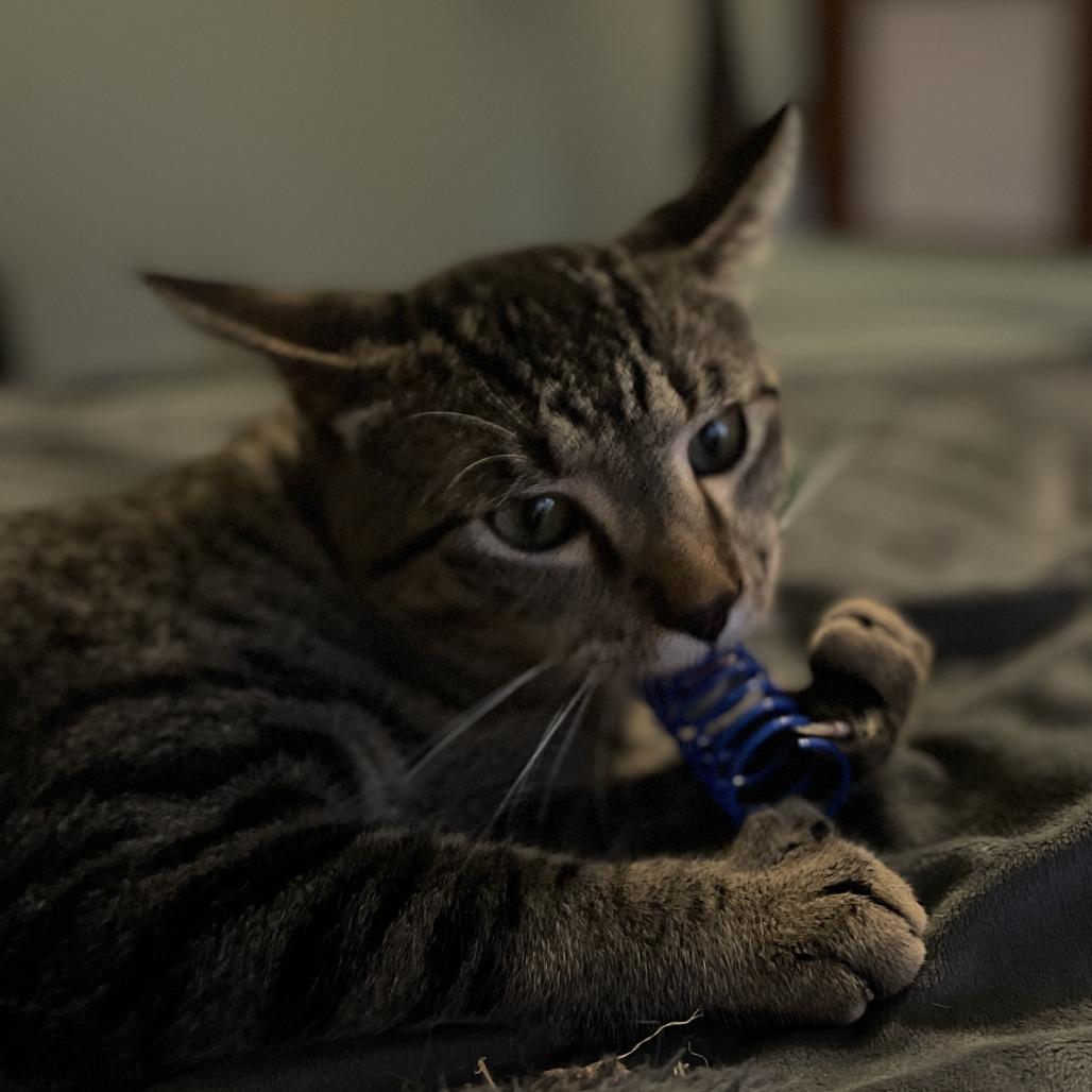 Enlarge Rowan, a Adoptable Domestic Short Hair in Skokie, IL image 5/6