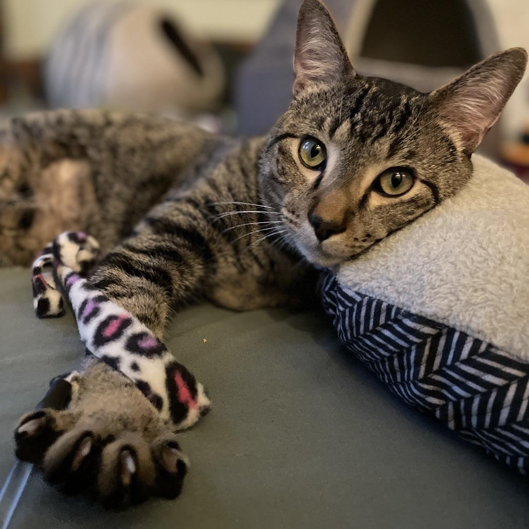 Enlarge Rowan, a Adoptable Domestic Short Hair in Skokie, IL image 6/6