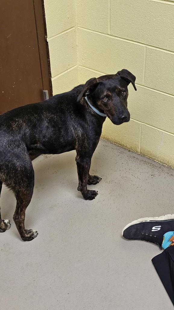 Henry the 3rd, Adoptable, Adult Male Hound & Mountain Cur.
