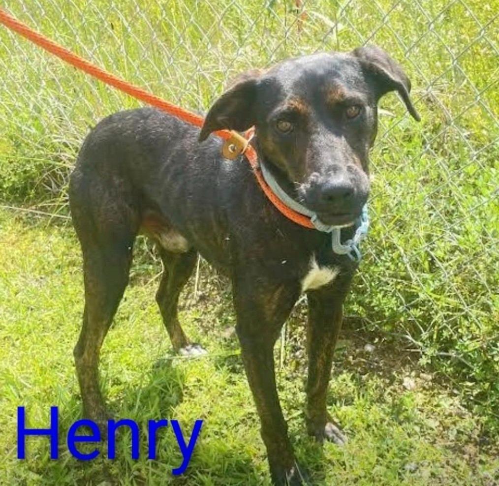 Enlarge Henry the 3rd, a Adoptable mixed breed in Crossville, TN image 3/3