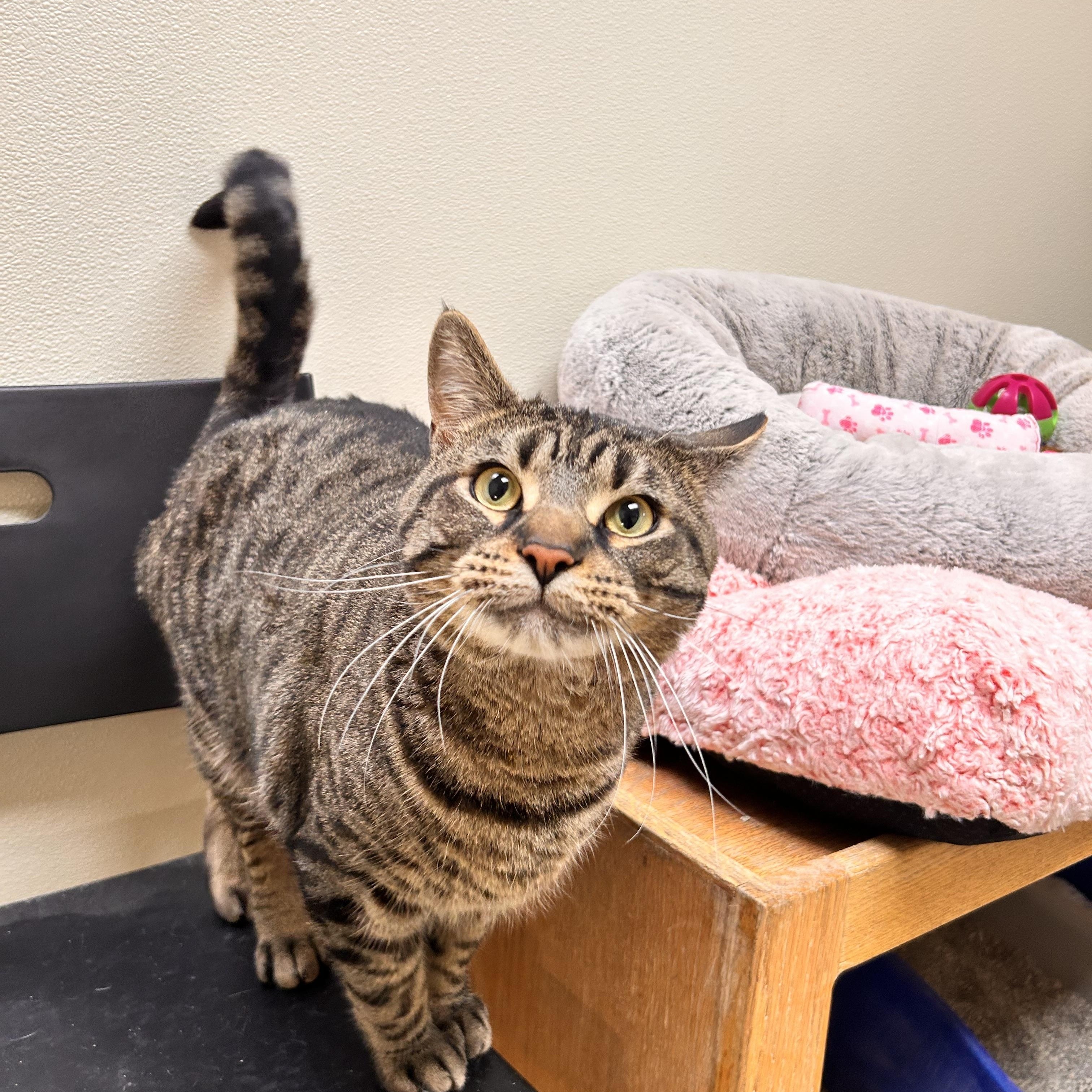 Enlarge Baconator, an adopted Domestic Short Hair in Myerstown, PA image 3/4