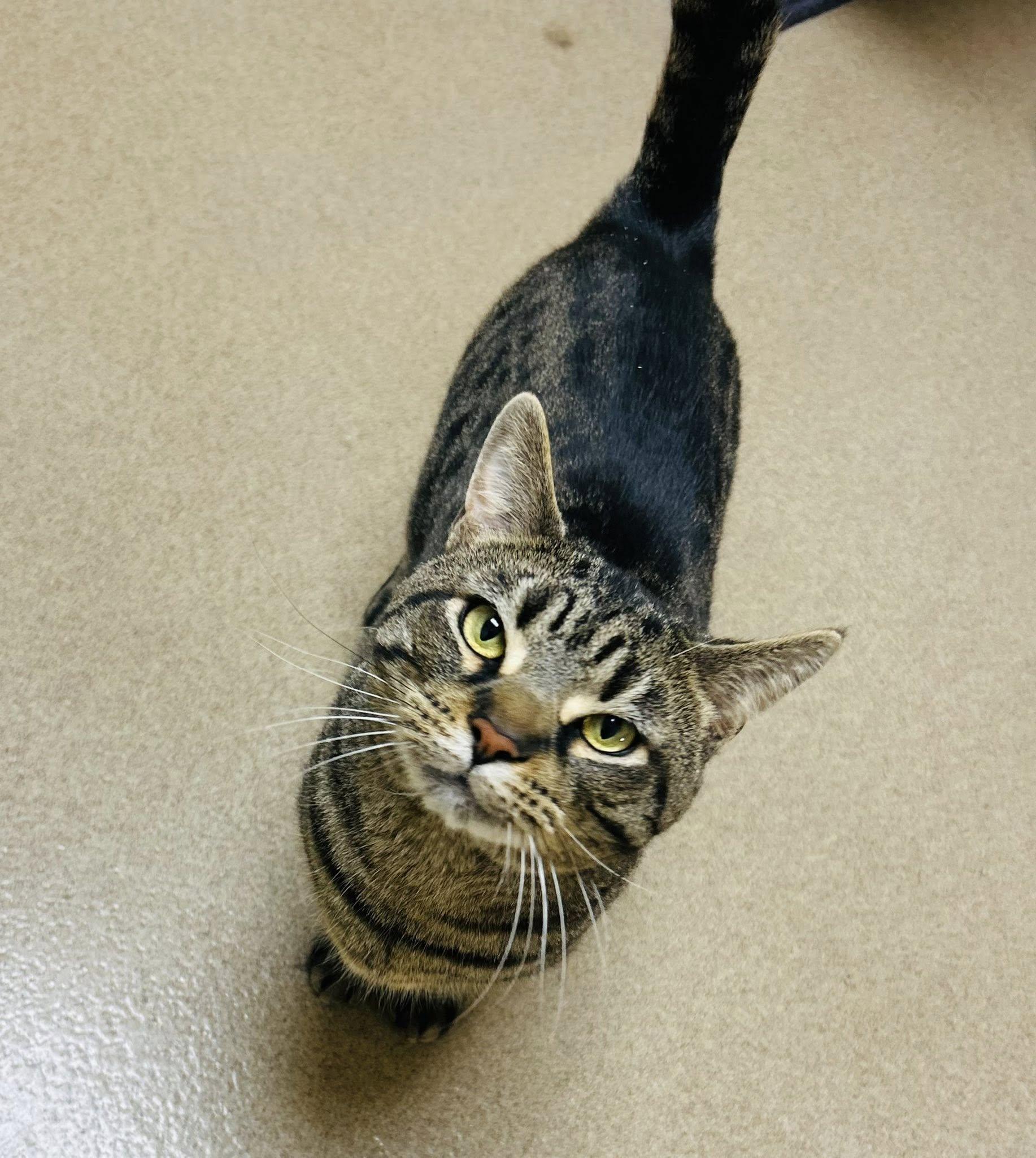 Enlarge Baconator, an adopted Domestic Short Hair in Myerstown, PA image 4/4