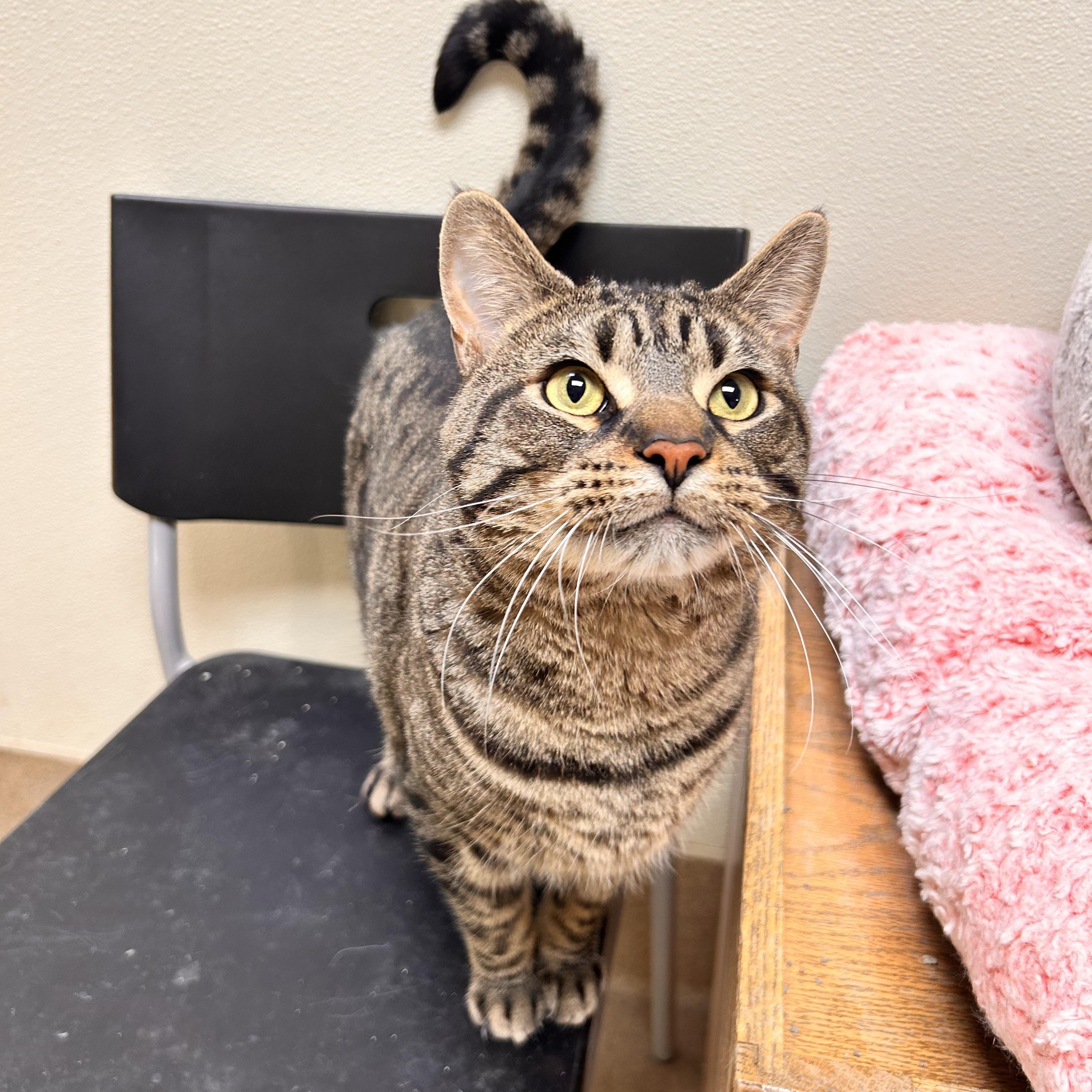 Enlarge Baconator, an adopted Domestic Short Hair in Myerstown, PA image 2/4