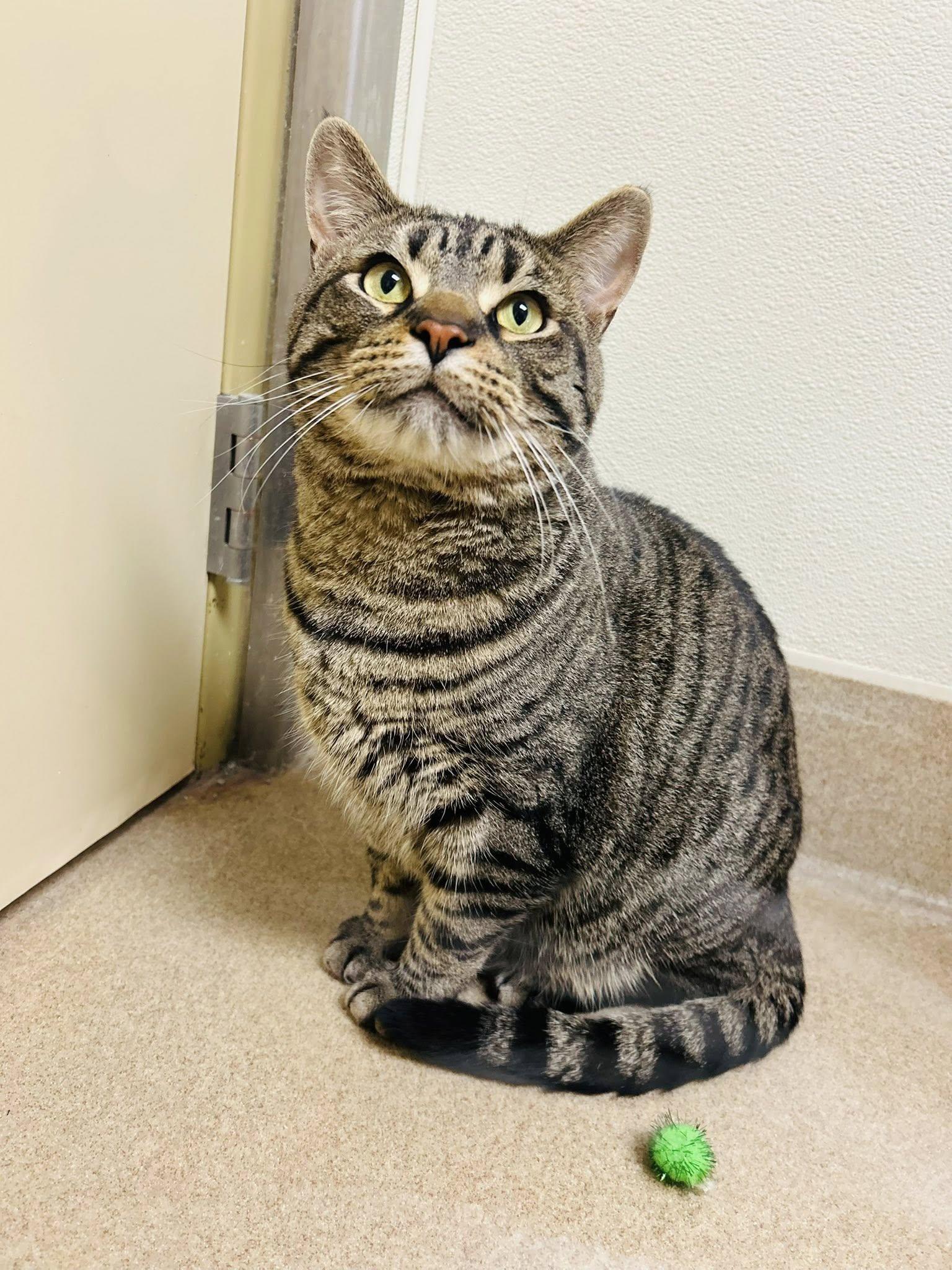 Baconator, adopted, Adult Male Domestic Short Hair.