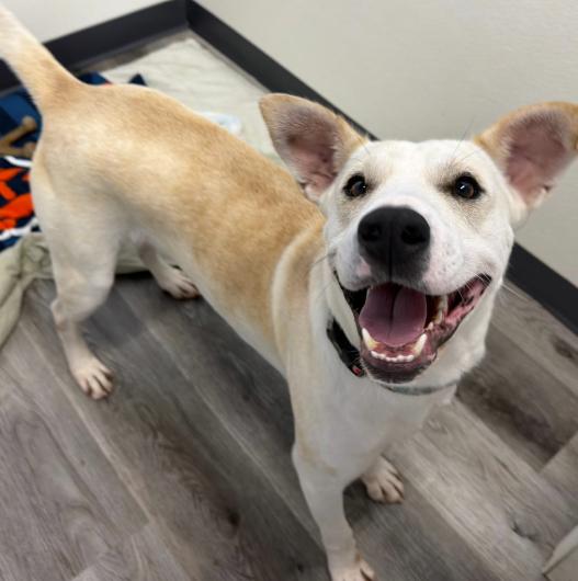 Enlarge Frost, a Adoptable mixed breed in Plainfield, IL image 2/6