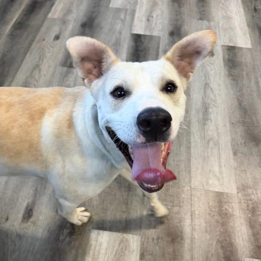 Enlarge Frost, a Adoptable mixed breed in Plainfield, IL image 3/6