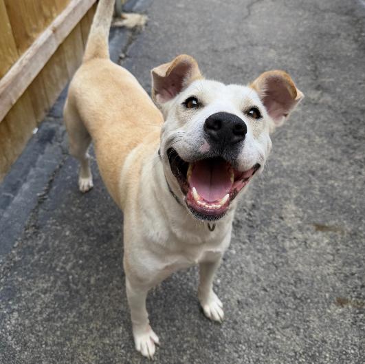 Enlarge Frost, a Adoptable mixed breed in Plainfield, IL image 6/6