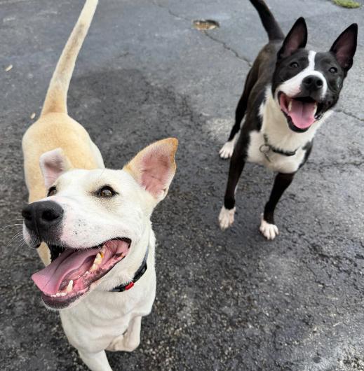 Enlarge Frost, a Adoptable mixed breed in Plainfield, IL image 4/6