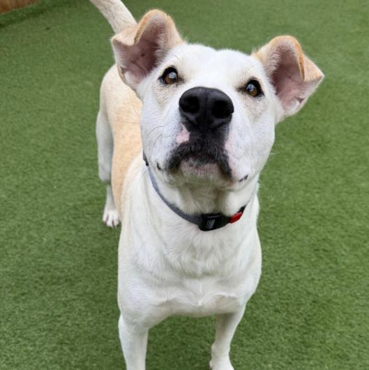 Enlarge Frost, a Adoptable mixed breed in Plainfield, IL image 5/6