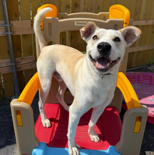 Frost, Adoptable, Adult Female Labrador Retriever.