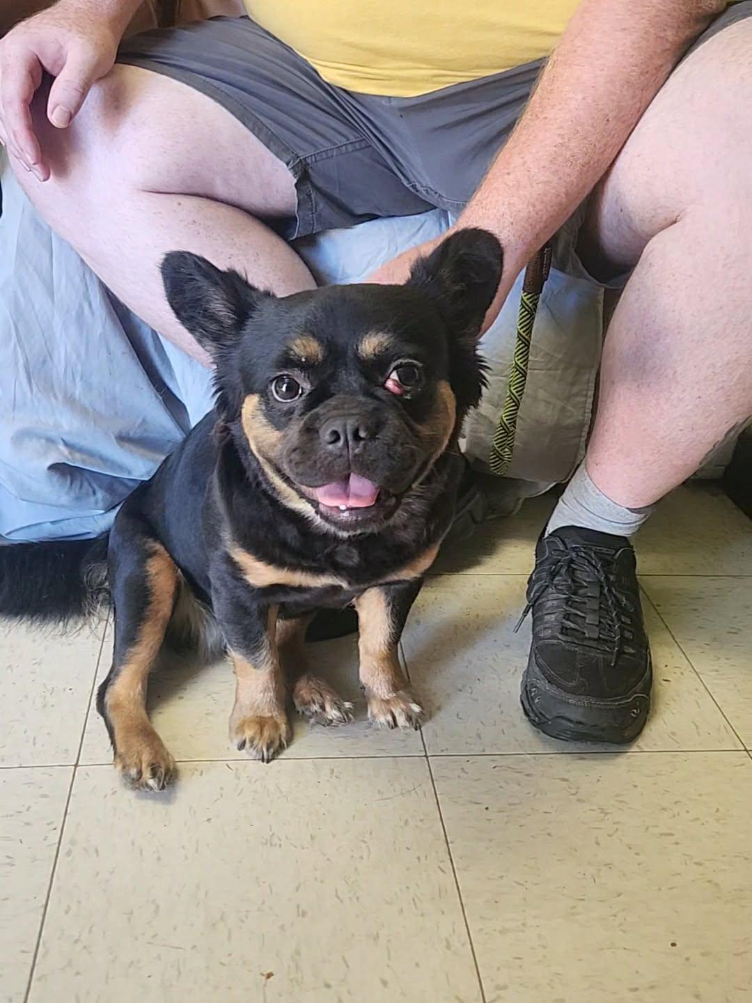 Wednesday, Adopted, Puppy Female French Bulldog.