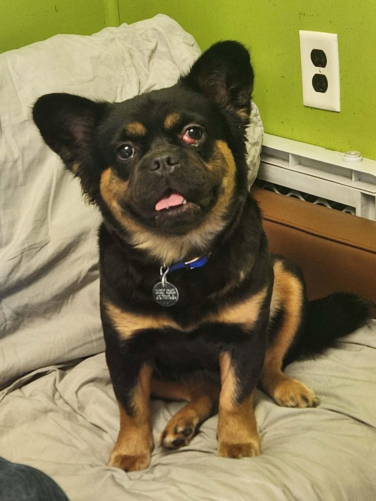 Enlarge Wednesday, a Adopted French Bulldog in La Salle, IL image 2/2