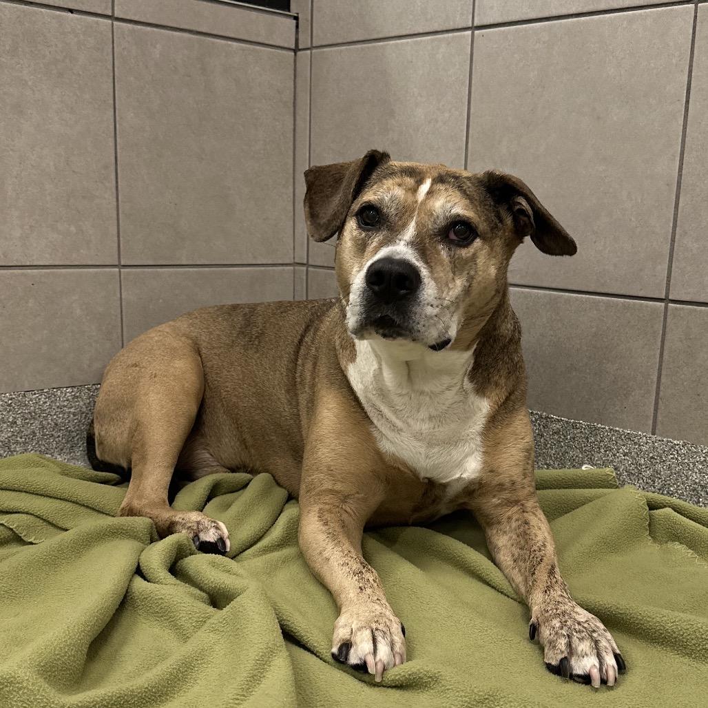 Bono, Adoptable, Senior Male Mixed Breed.