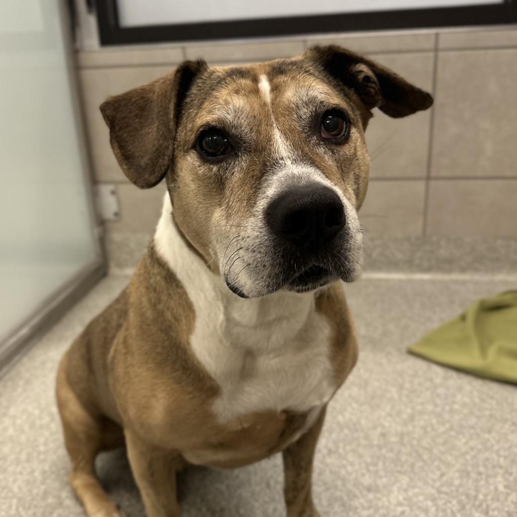 Enlarge Bono, a Adoptable Mixed Breed in Hinsdale, IL image 2/2