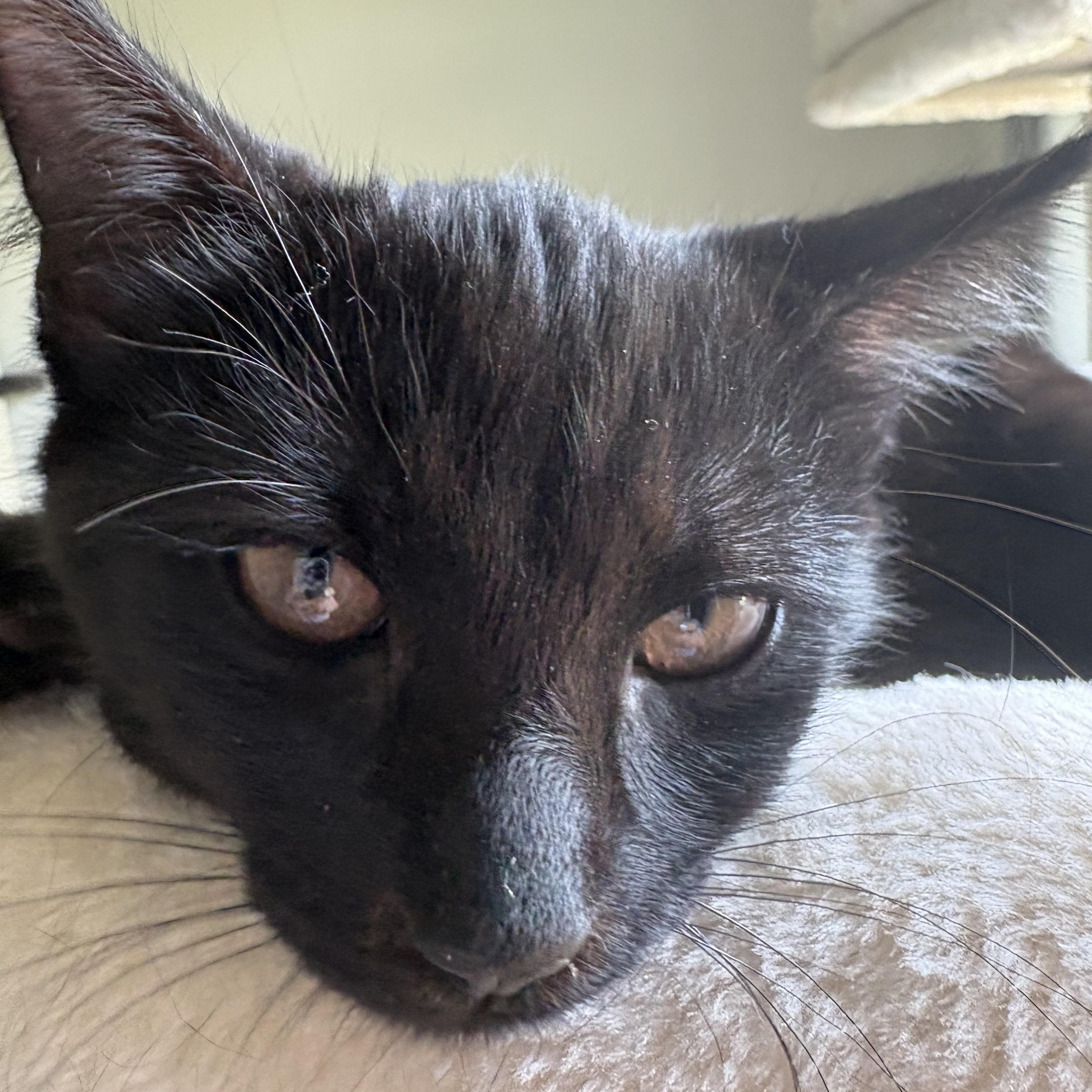 Enlarge Sable, a ADOPTABLE Domestic Short Hair in Avondale, PA image 3/4