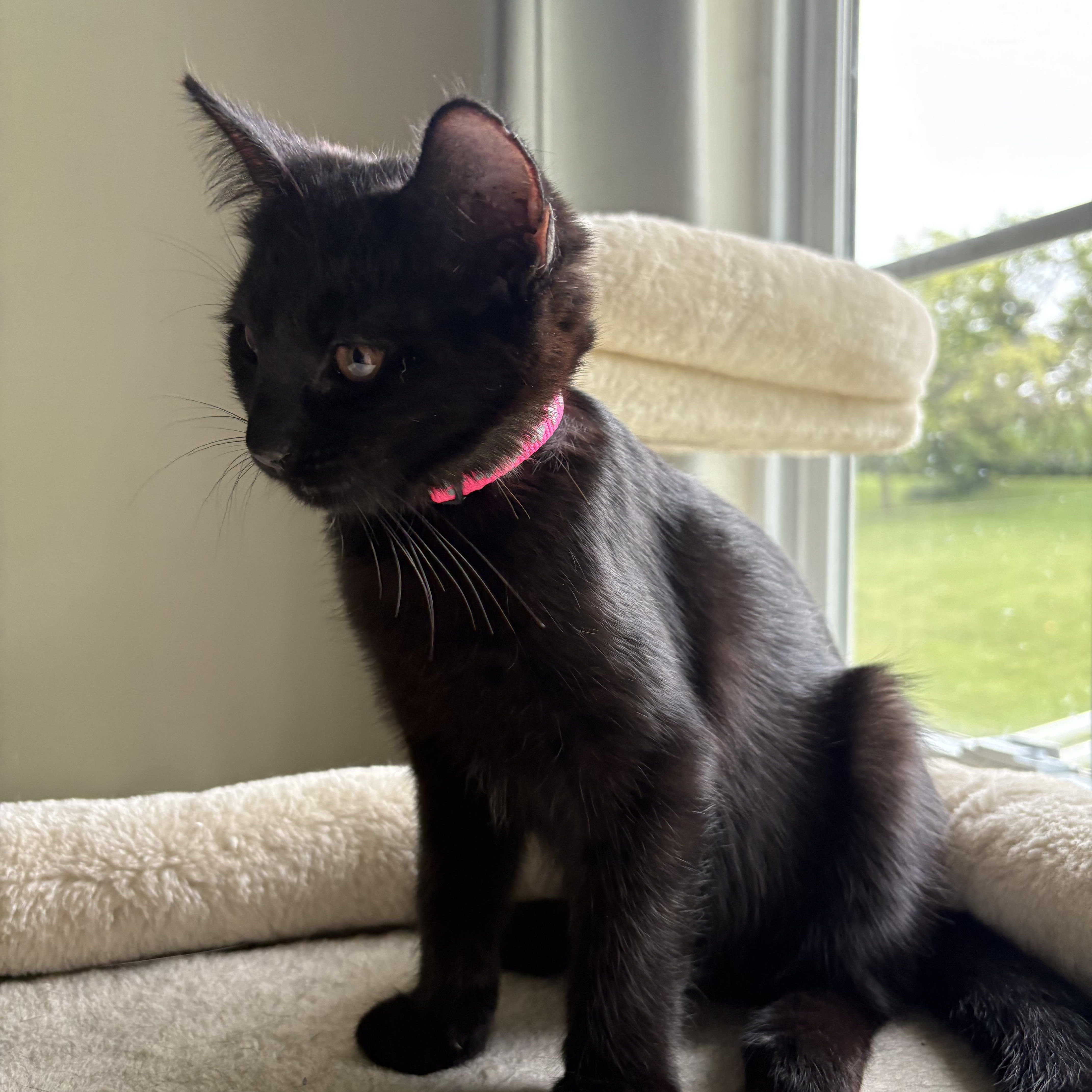 Enlarge Sable, a ADOPTABLE Domestic Short Hair in Avondale, PA image 1/4