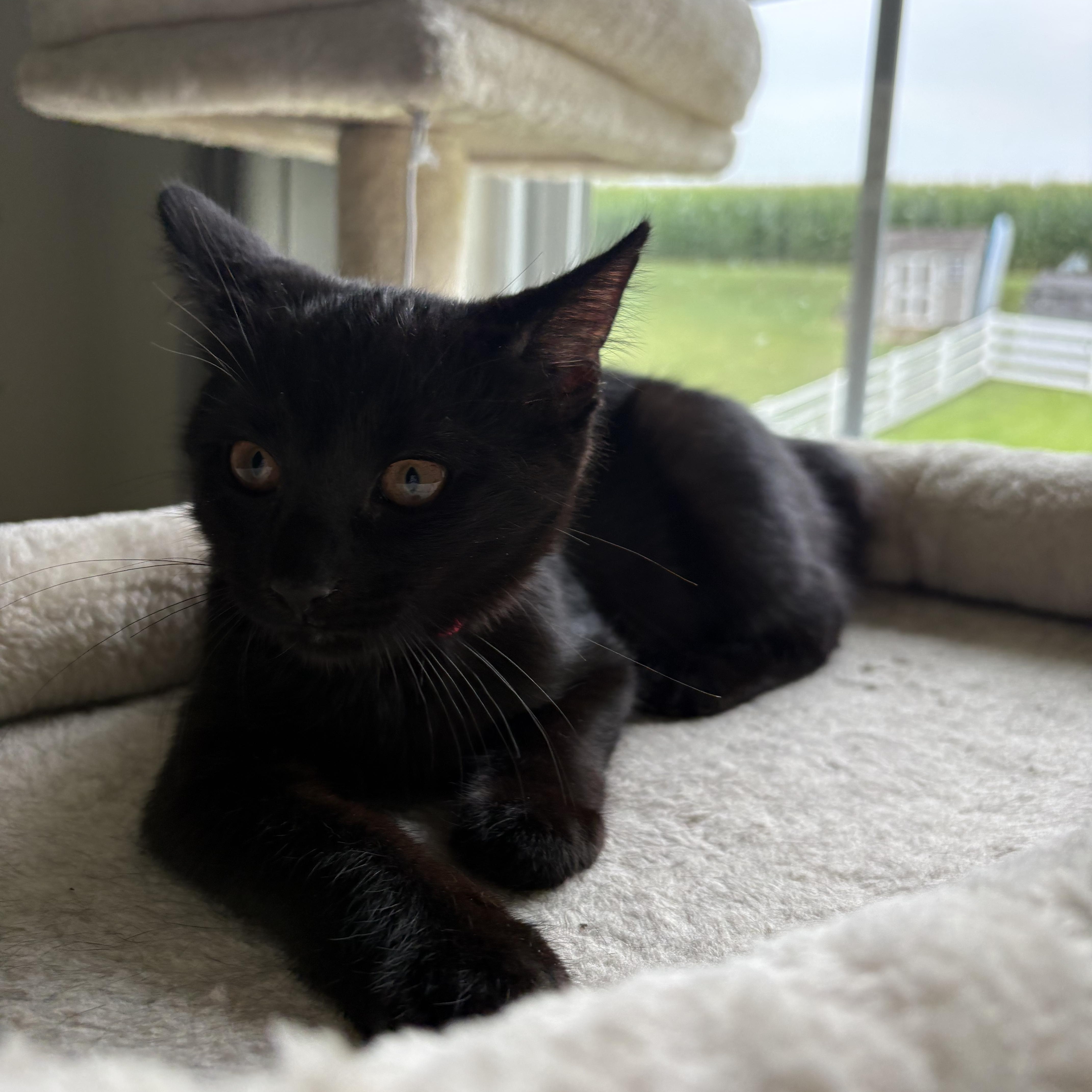 Enlarge Sable, a ADOPTABLE Domestic Short Hair in Avondale, PA image 2/4