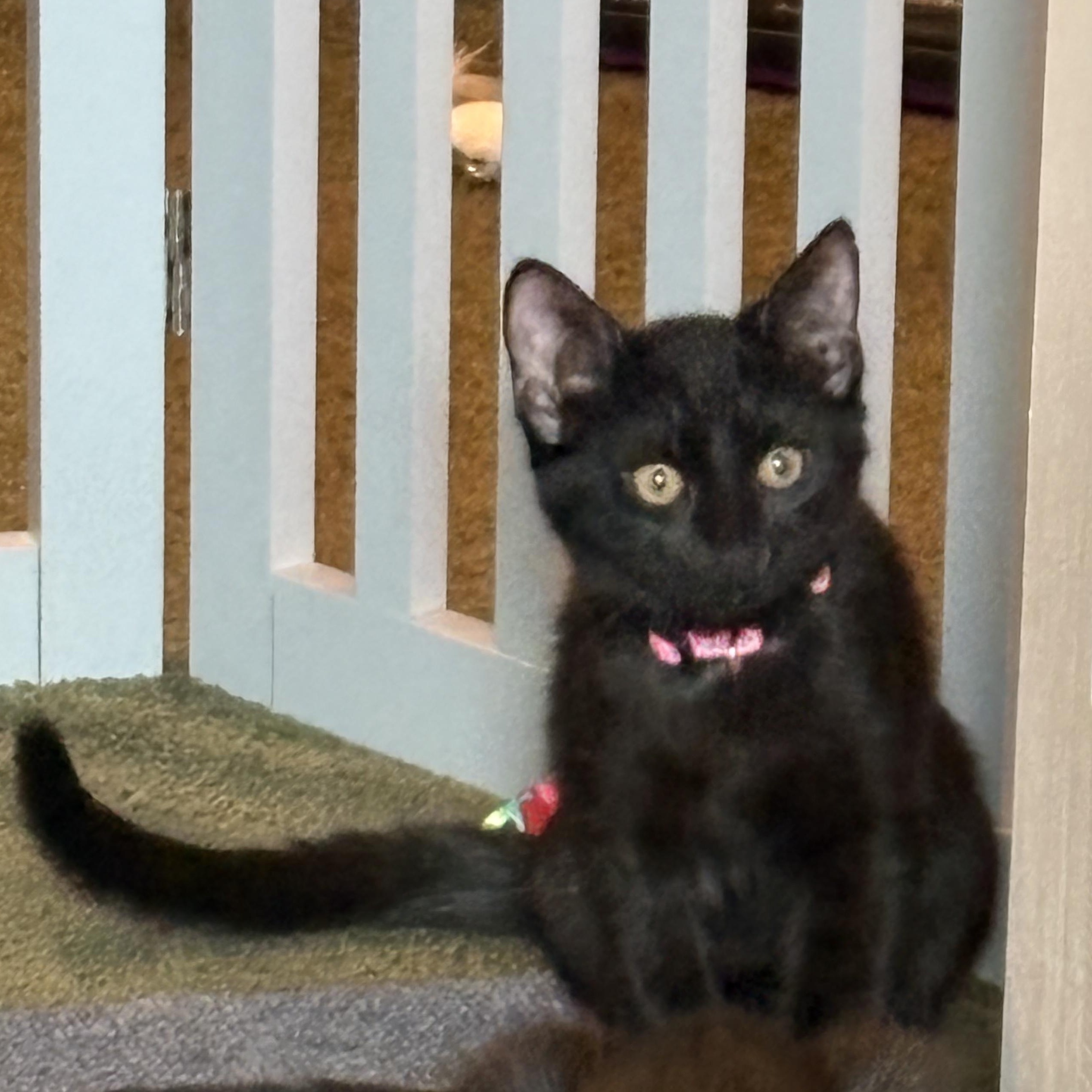 Enlarge Sable, a ADOPTABLE Domestic Short Hair in Avondale, PA image 4/4