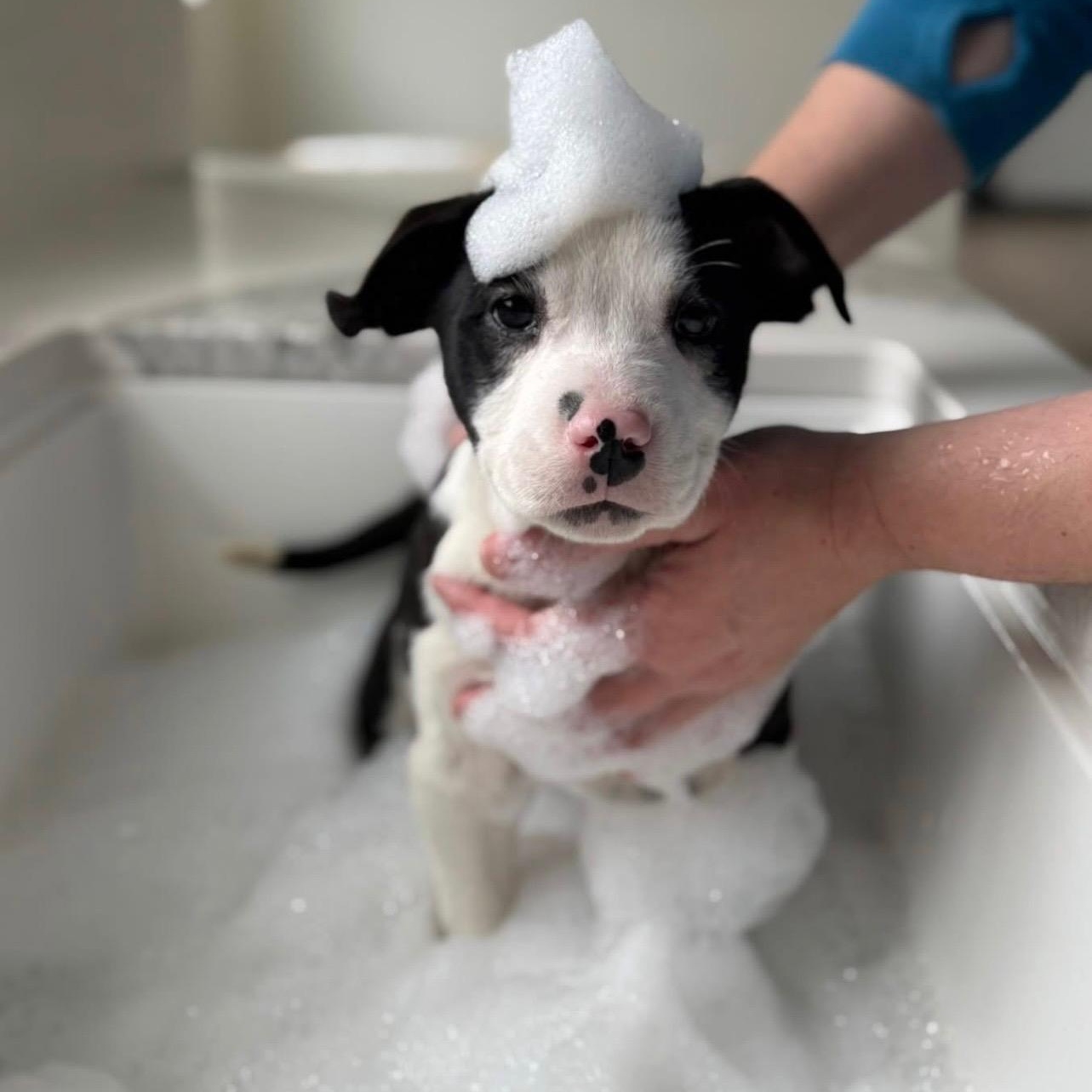 Ugg, ADOPTABLE, Puppy Female Mixed Breed.