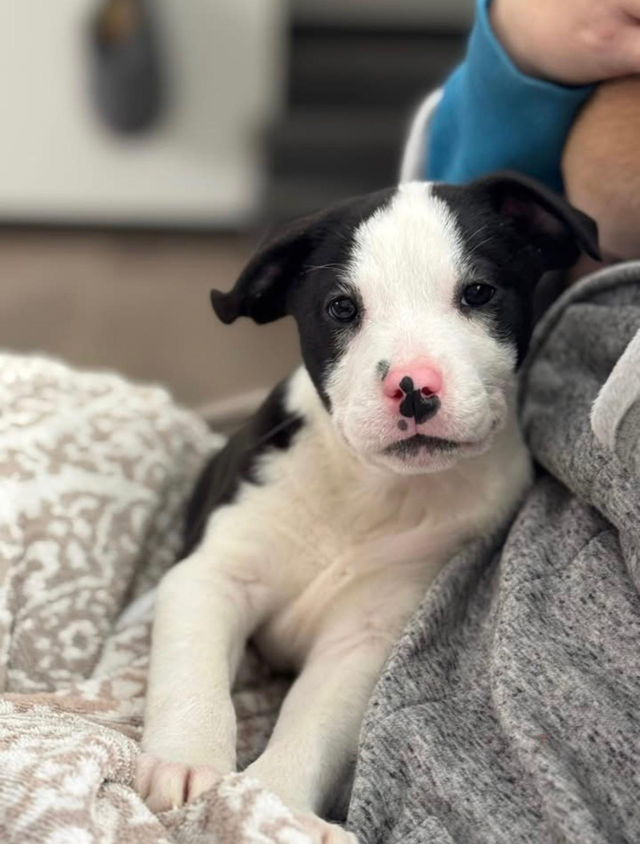 Enlarge Ugg, a ADOPTABLE mixed breed in Cedarburg, WI image 4/6