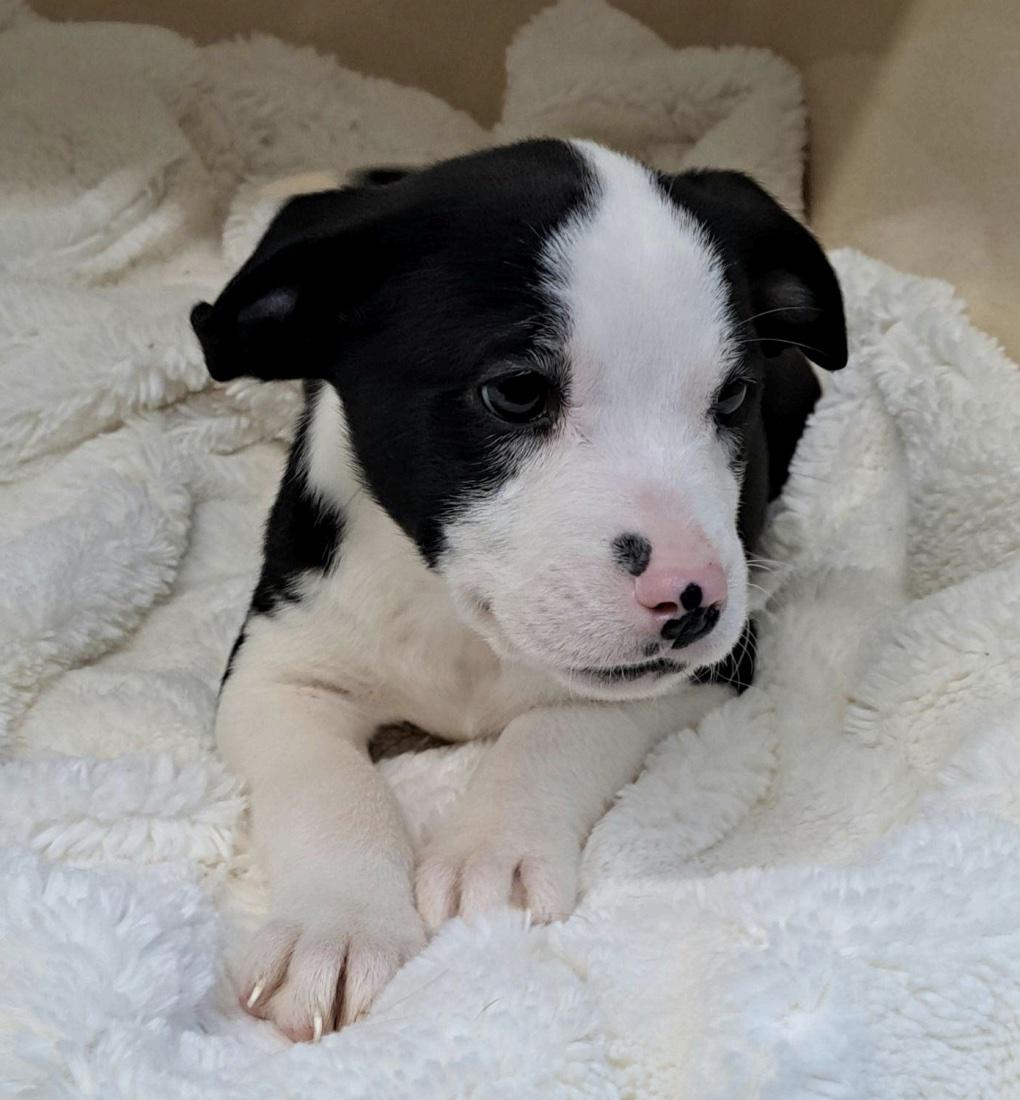 Enlarge Ugg, a ADOPTABLE mixed breed in Cedarburg, WI image 3/6