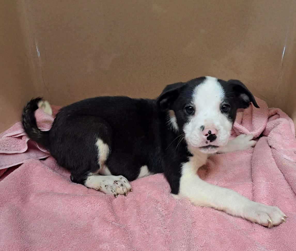 Enlarge Ugg, a ADOPTABLE mixed breed in Cedarburg, WI image 2/6