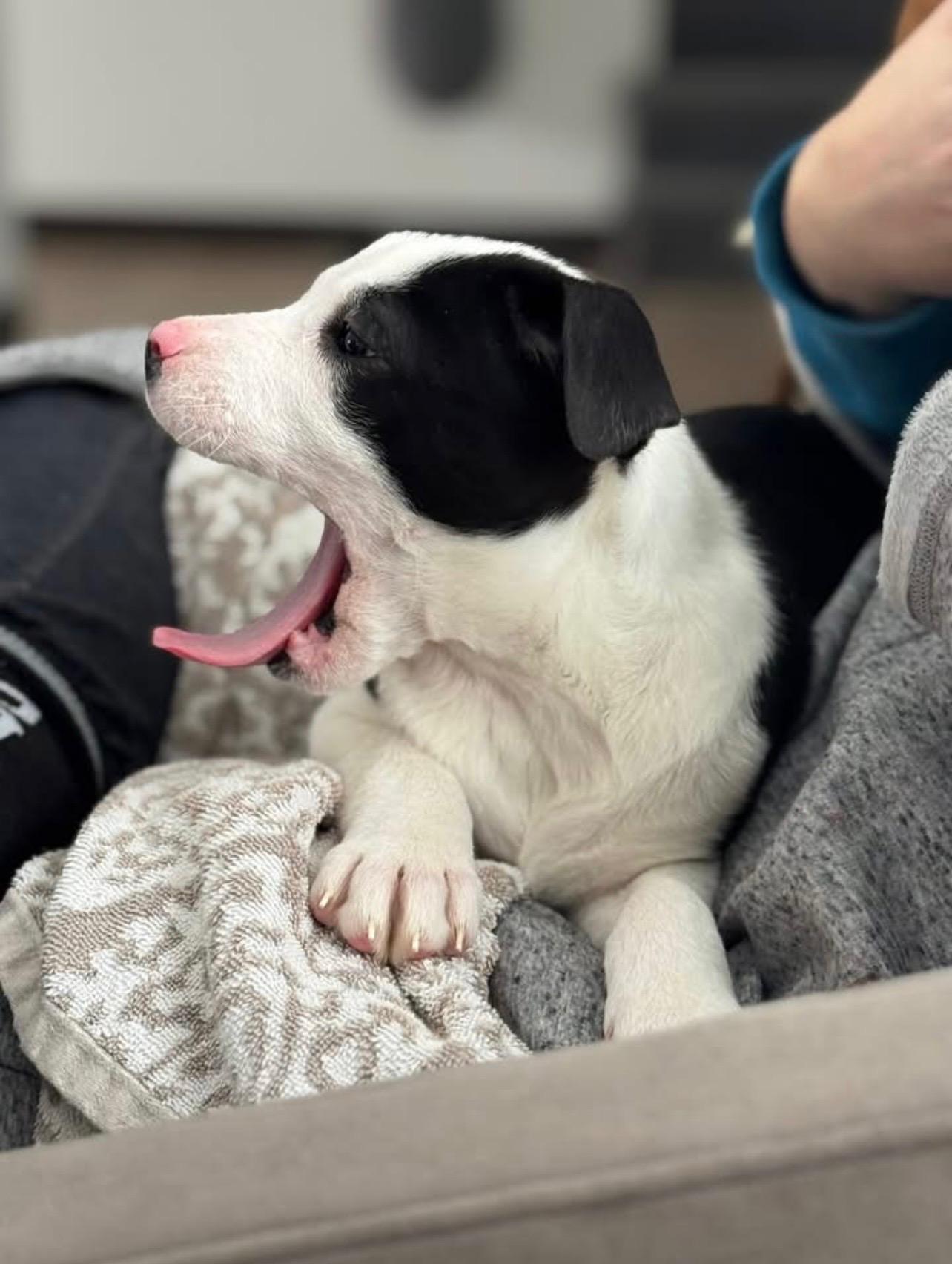 Enlarge Ugg, a ADOPTABLE mixed breed in Cedarburg, WI image 5/6