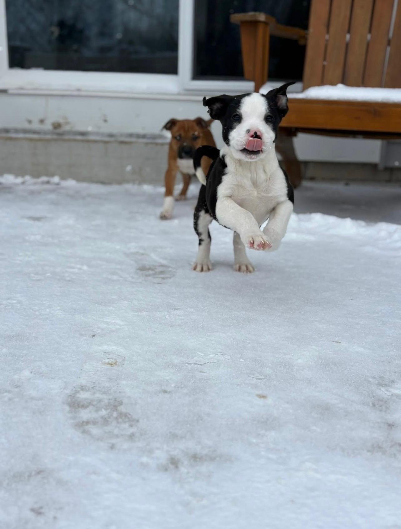 Enlarge Ugg, a ADOPTABLE mixed breed in Cedarburg, WI image 6/6