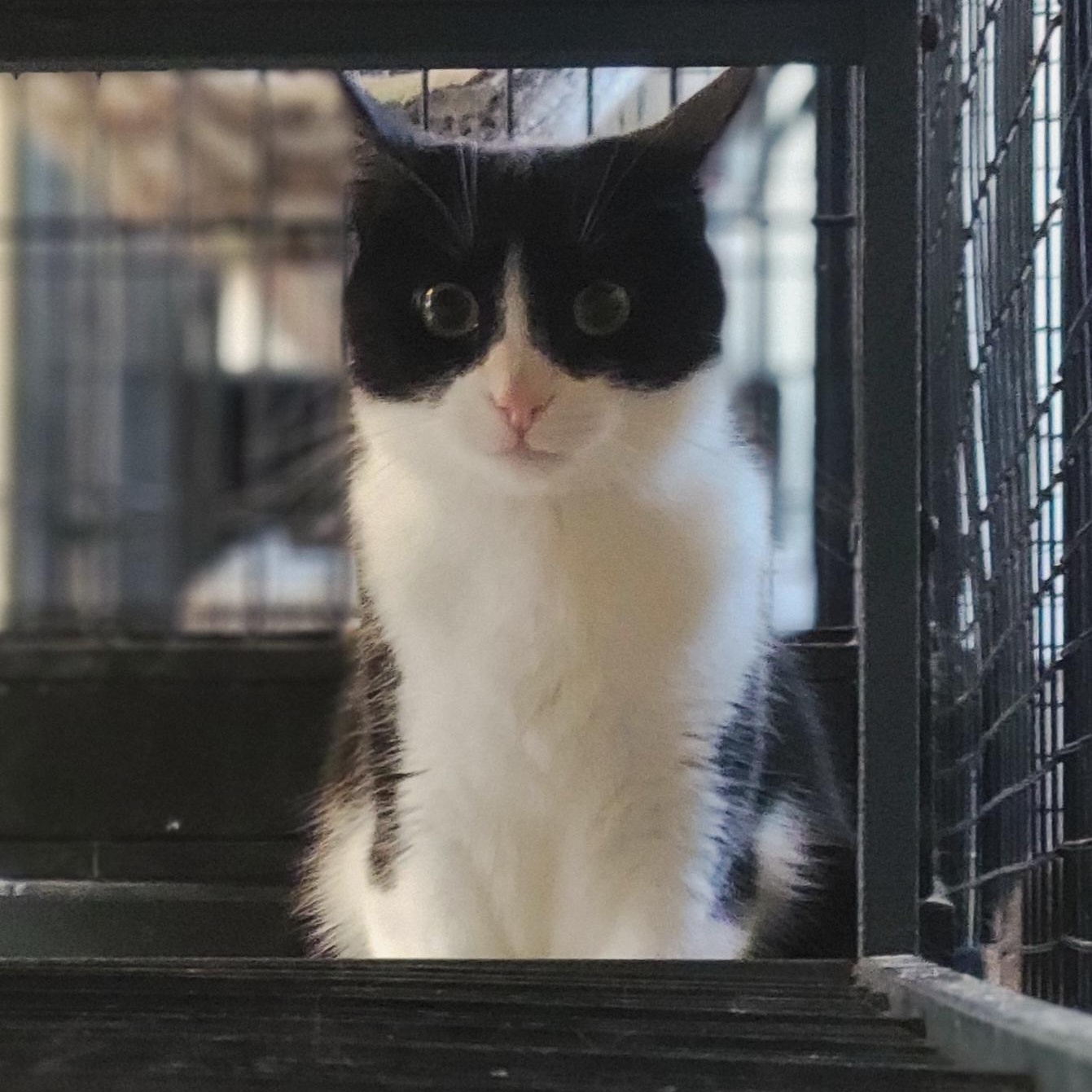 Azula, a Adoptable Domestic Short Hair in Swartz Creek, MI image 1/6