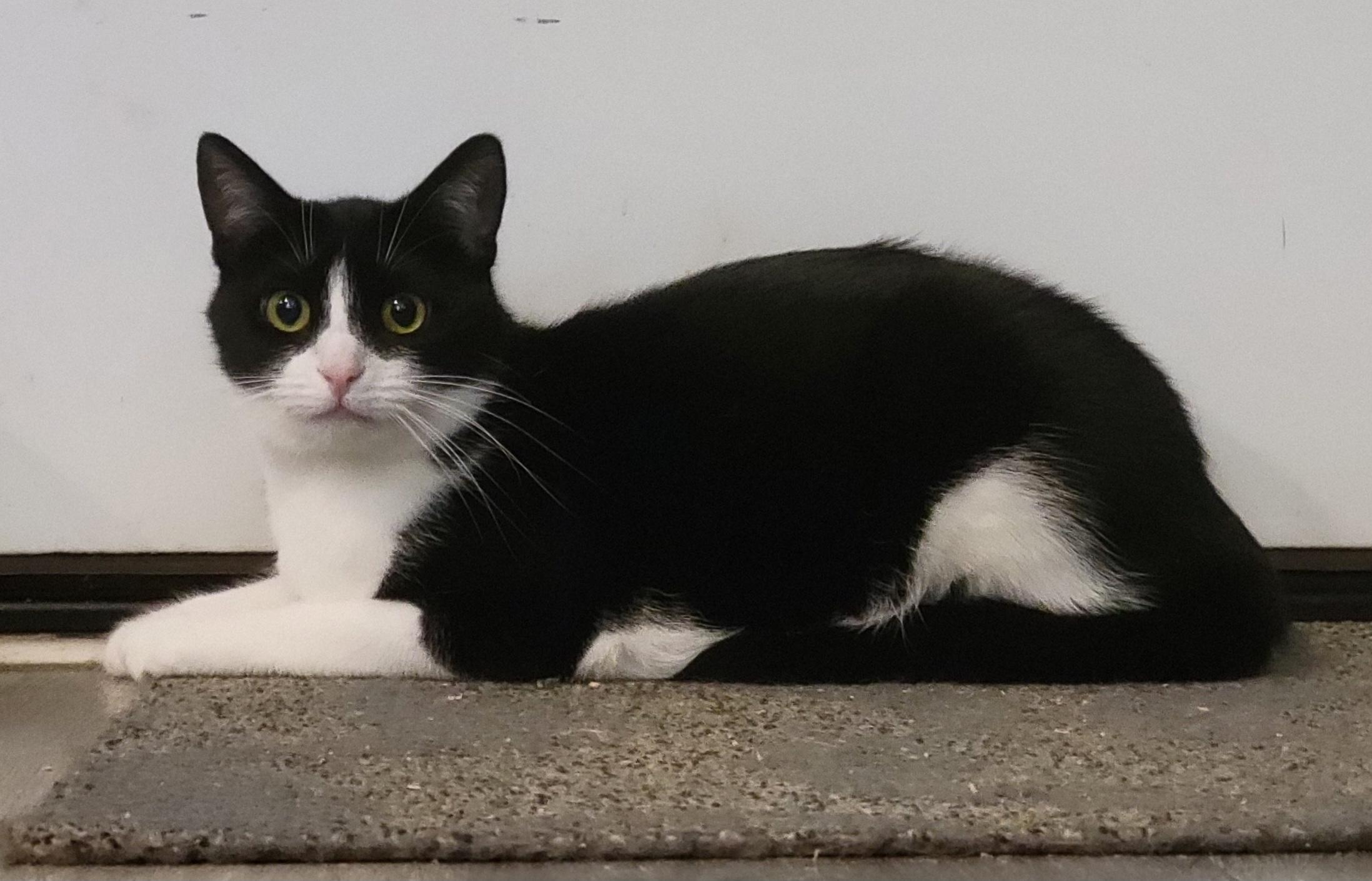 Azula, a Adoptable Domestic Short Hair in Swartz Creek, MI image 2/6