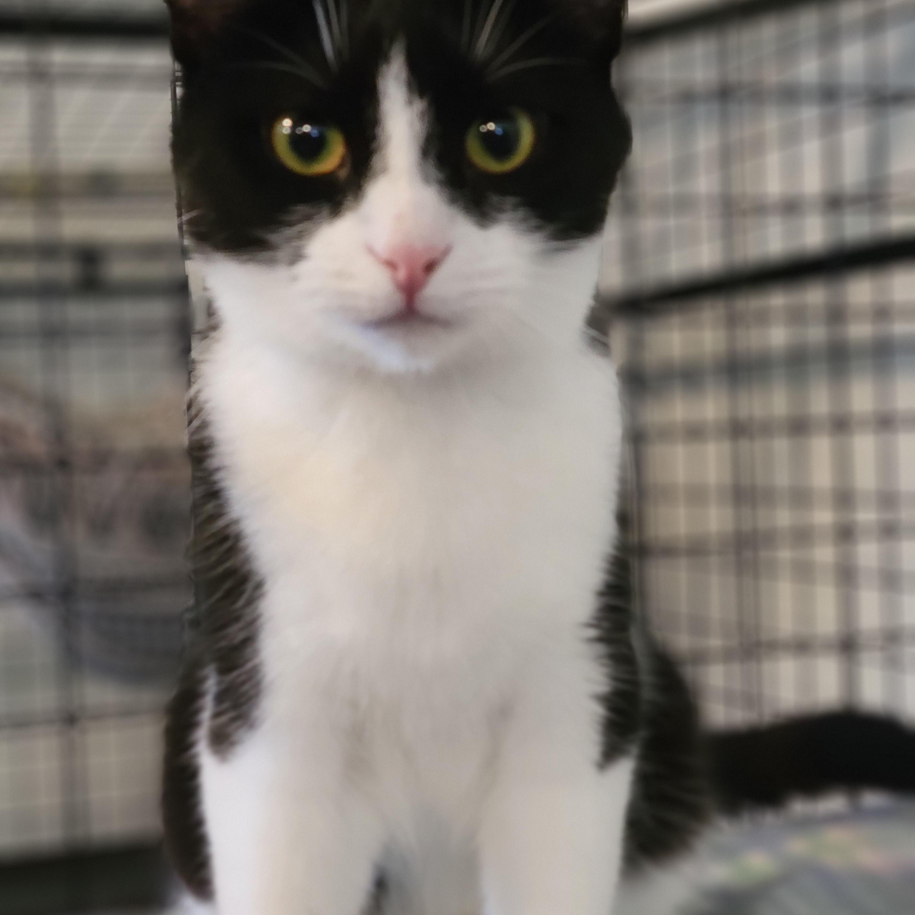 Azula, a Adoptable Domestic Short Hair in Swartz Creek, MI image 3/6