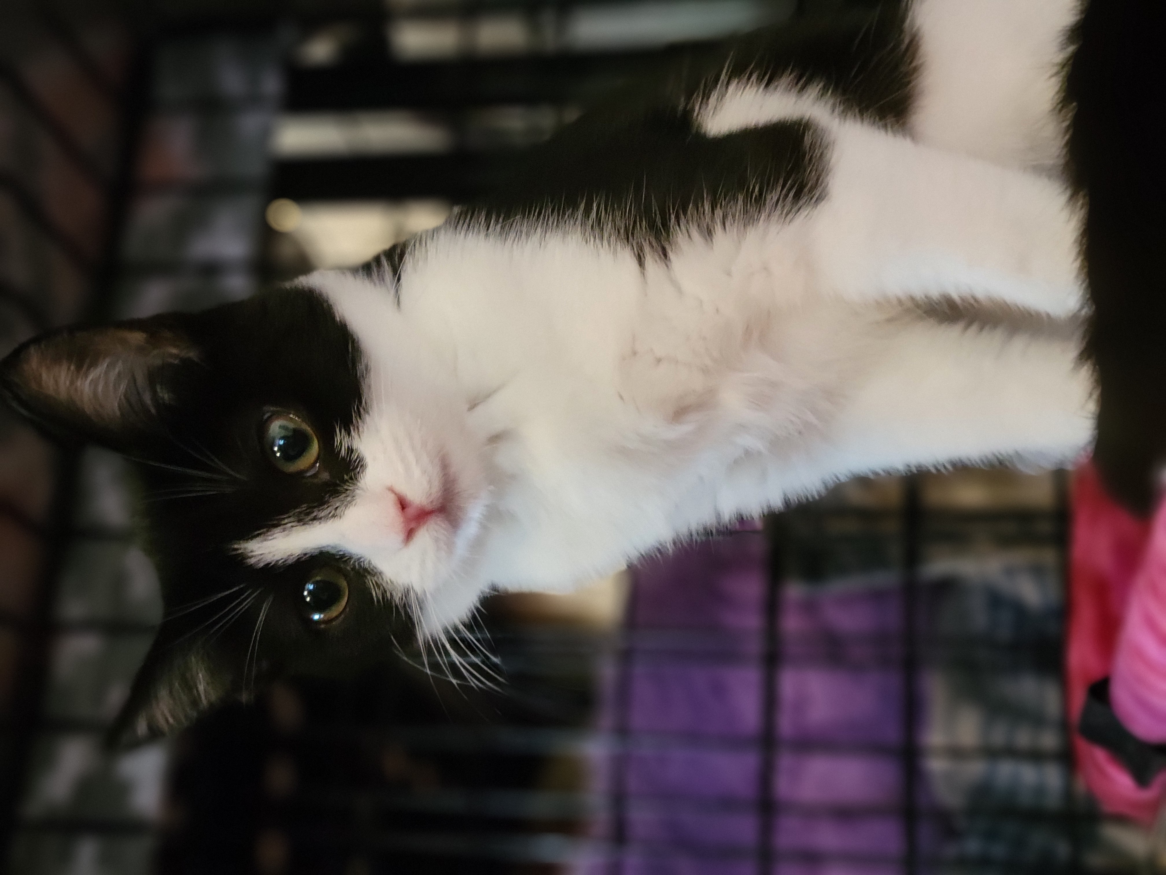 Azula, a Adoptable Domestic Short Hair in Swartz Creek, MI image 5/6