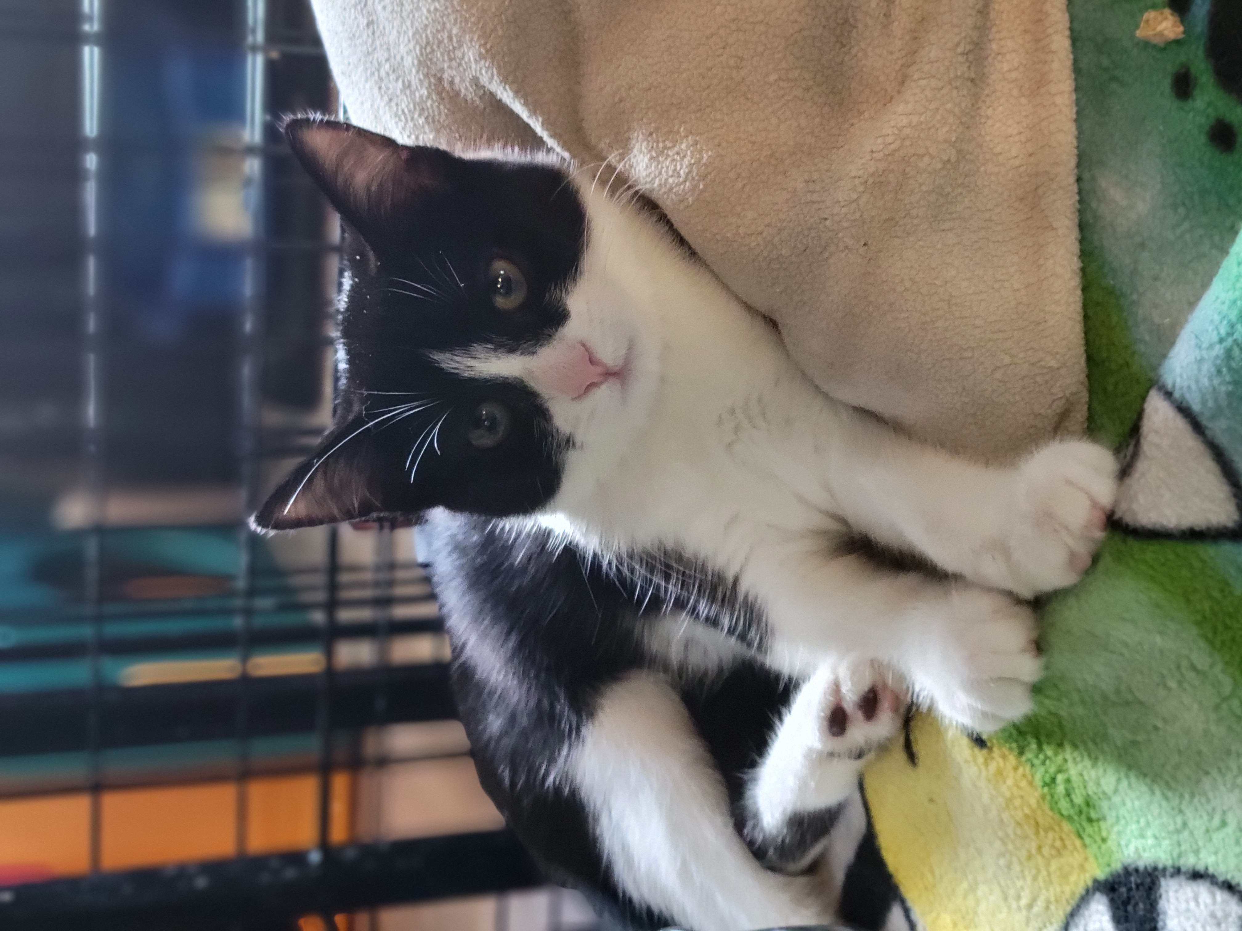 Azula, a Adoptable Domestic Short Hair in Swartz Creek, MI image 6/6