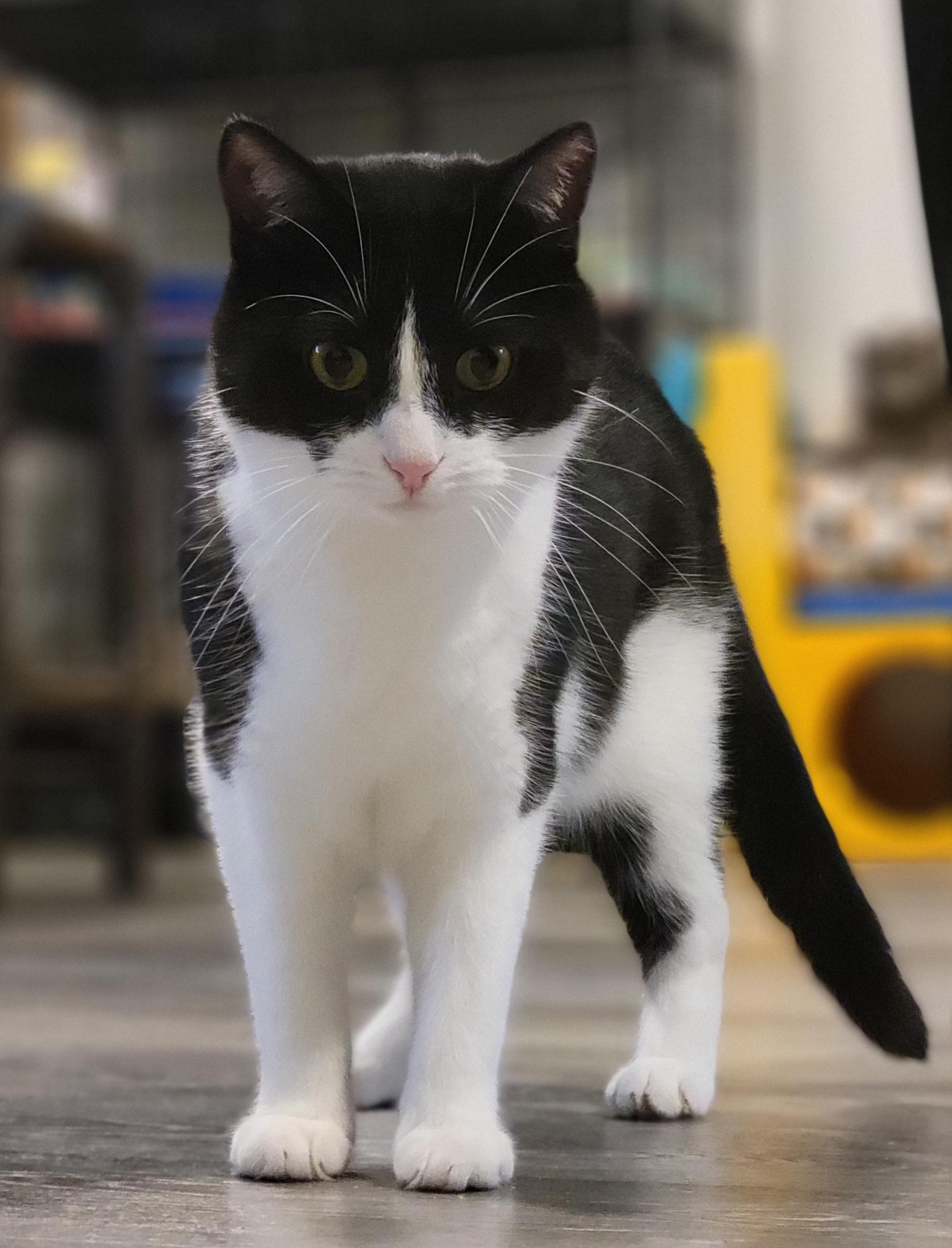 Enlarge Azula, a Adoptable Domestic Short Hair in Swartz Creek, MI image 3/6