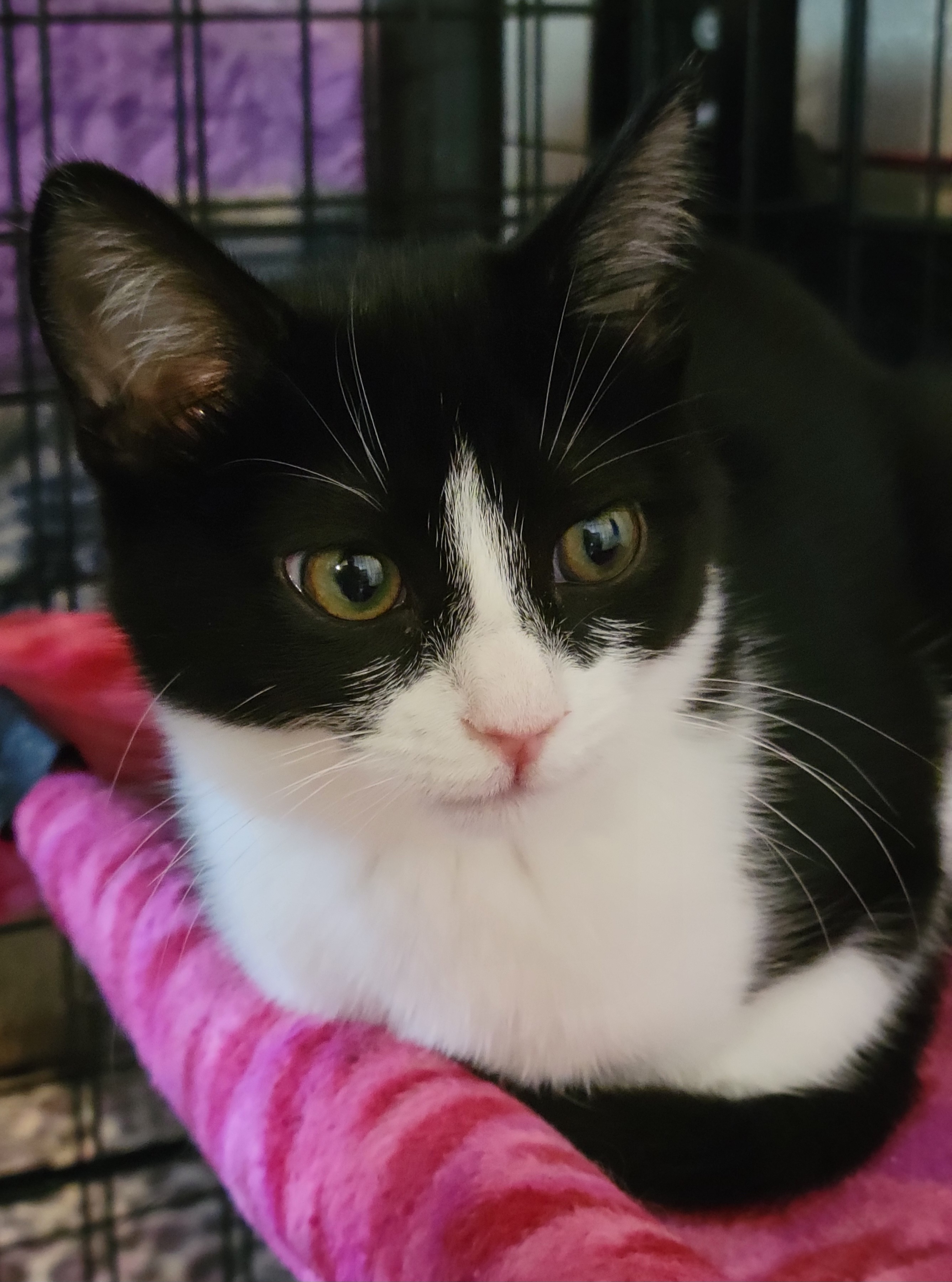 Azula, Adoptable, Young Female Domestic Short Hair.