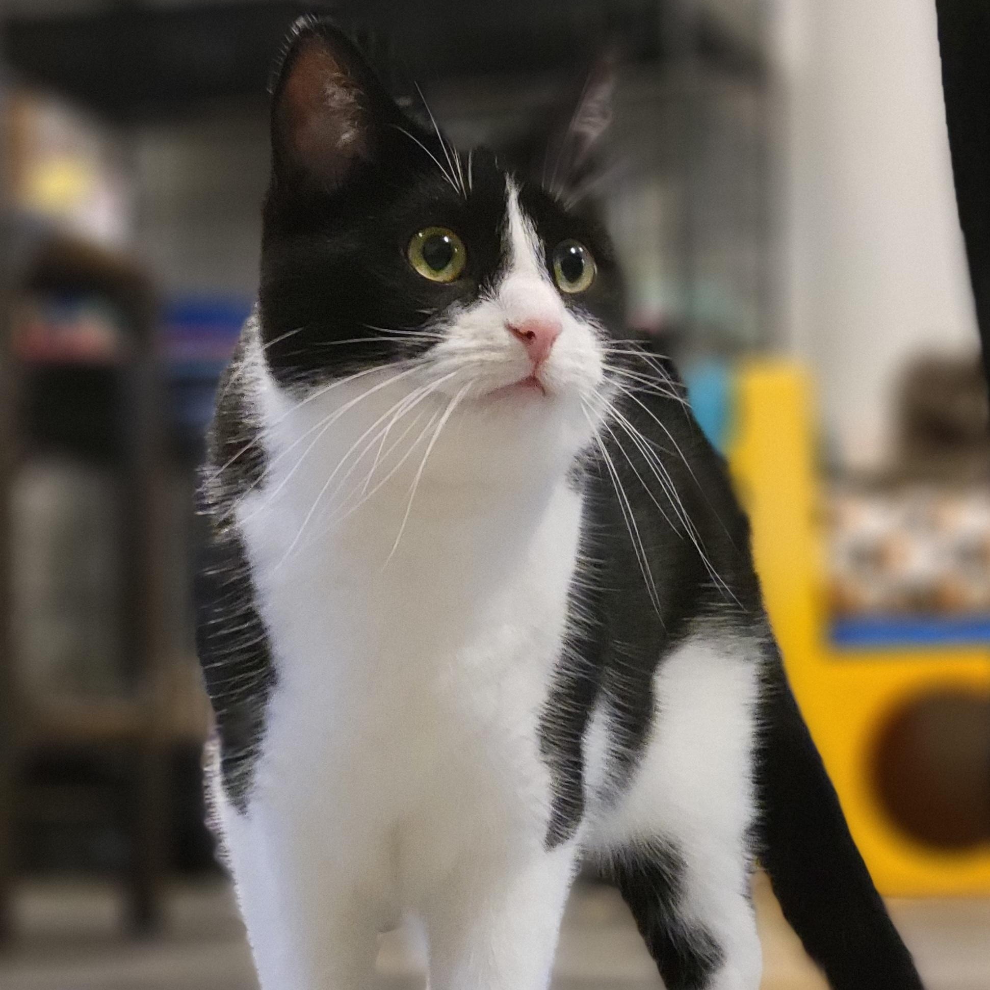 Enlarge Azula, a Adoptable Domestic Short Hair in Swartz Creek, MI image 5/6